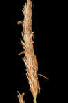 Upright sedge